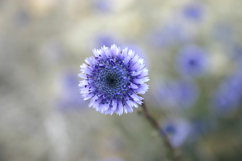 Globularia alypum / Vedovelle cespugliose